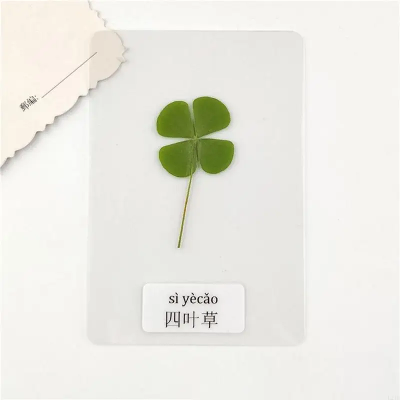 Yeni 5 Adet Doğal Kurutulmuş Y - Red Clover Flower incelemesi ve fiyatı